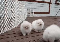 超级活泼的博美小奶狗,特别可爱的小奶狗博美