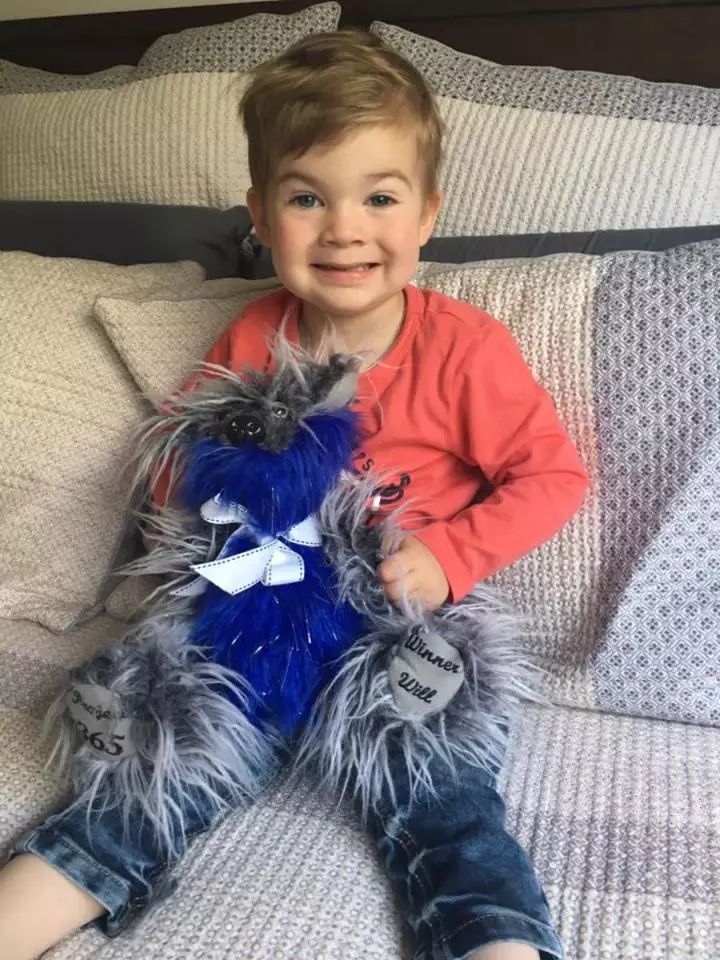 坎贝尔泰迪熊,坎贝尔金丝熊