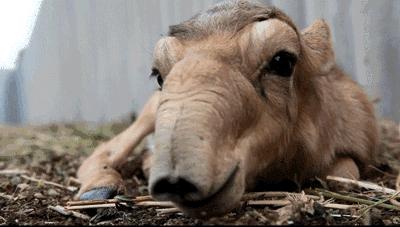 虽然千金难求，但羚羊角的药效可能还比不上布洛芬
