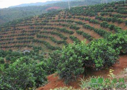 果树抗旱管理技术,果树抗寒管理方法