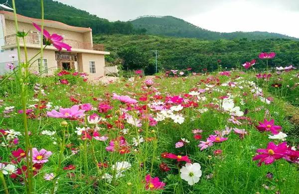 请到广东过大年2017,请到广东过大年采访