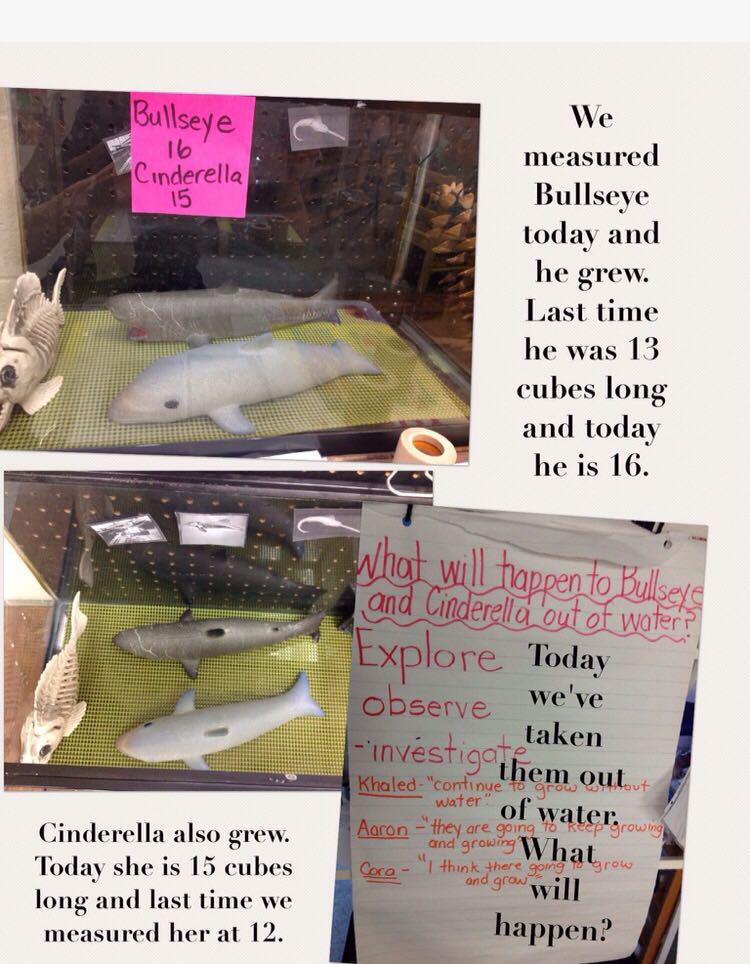 加拿大孩子上幼儿园费用,加拿大读幼儿园要什么条件