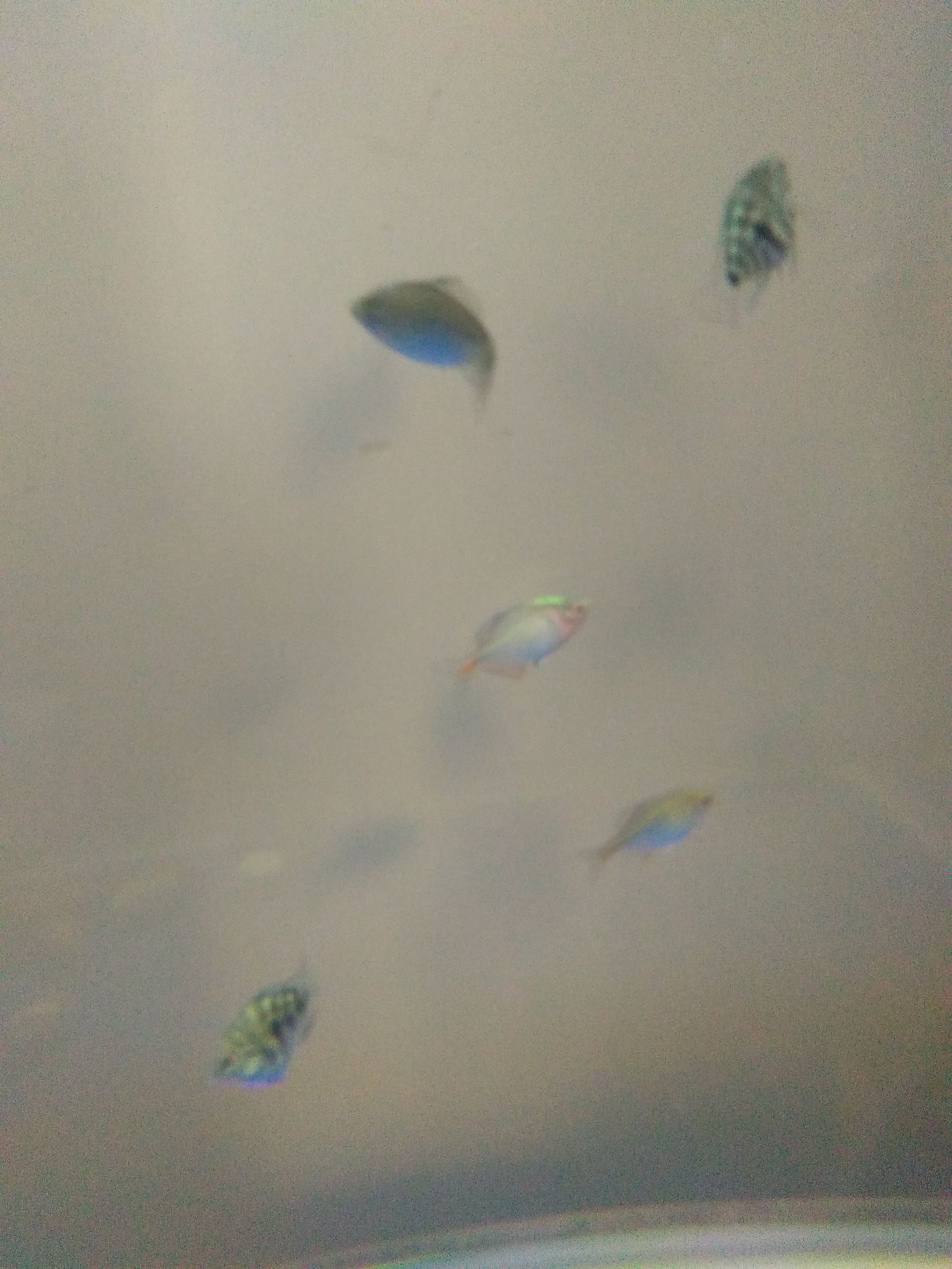 水族市场上的新宠,水族新品种