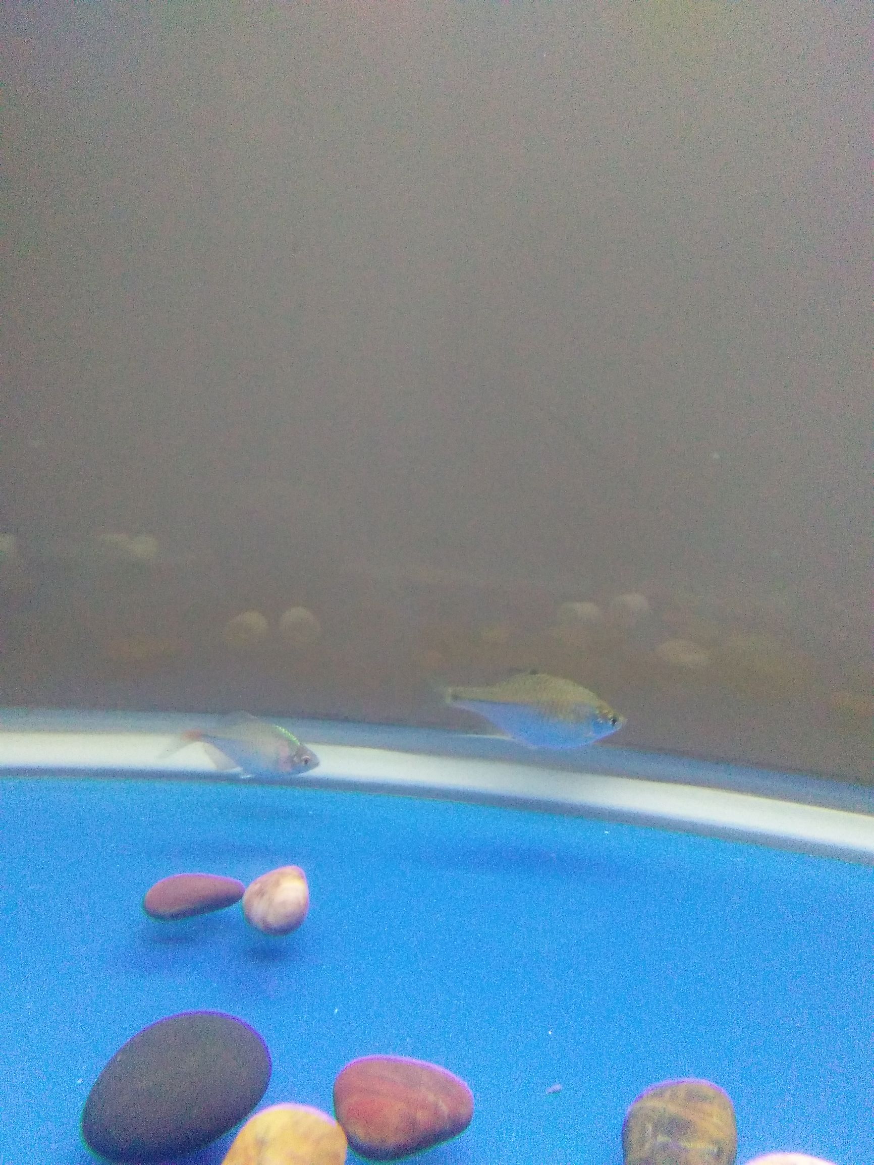 水族市场上的新宠,水族新品种