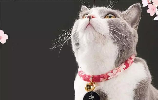 过年宠物怎么应对鞭炮声,宠物怎么不被鞭炮吓到