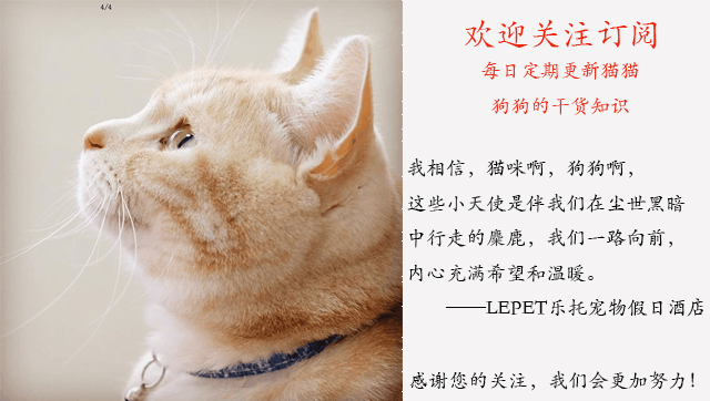 过年宠物怎么应对鞭炮声,宠物怎么不被鞭炮吓到