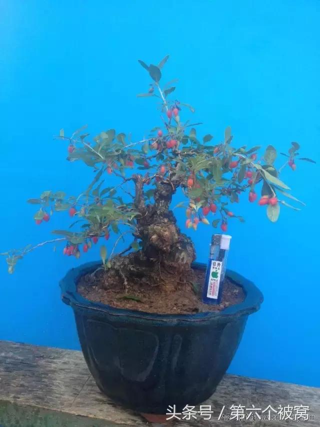 治枸杞白粉病最好的特效药,枸杞白粉病最快的治疗方法