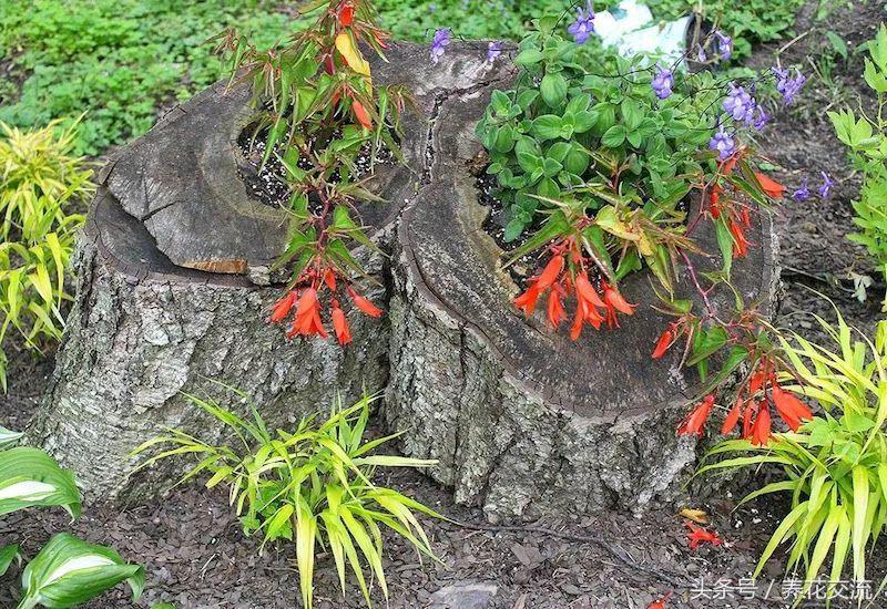 农村院子里的树桩怎么清理,院子里的老树桩