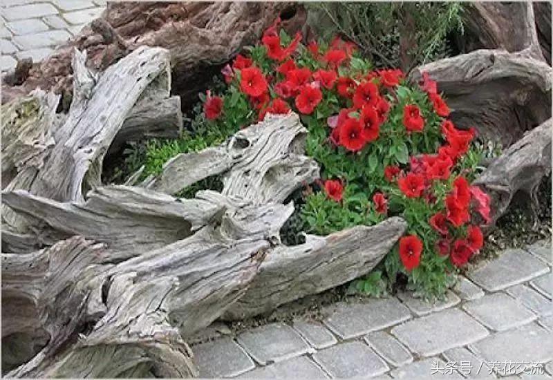 农村院子里的树桩怎么清理,院子里的老树桩