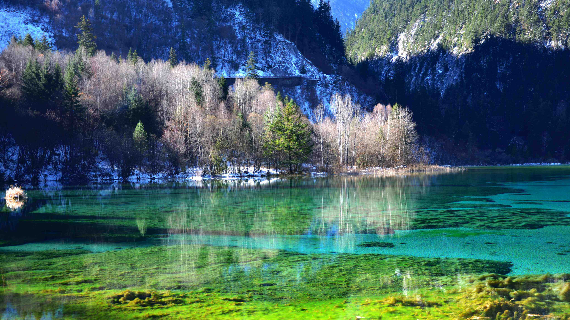 盘点那些黑导游丢人时刻,为何黑导游屡禁不止