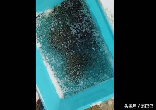 乌龟被冻起来还能活吗,乌龟被厚厚的冰冻住还能活吗