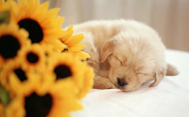 过年宠物怎么应对鞭炮声,宠物怎么不被鞭炮吓到