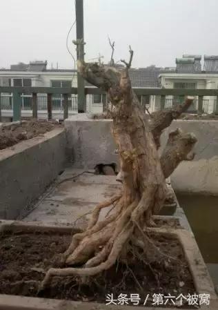 治枸杞白粉病最好的特效药,枸杞白粉病最快的治疗方法