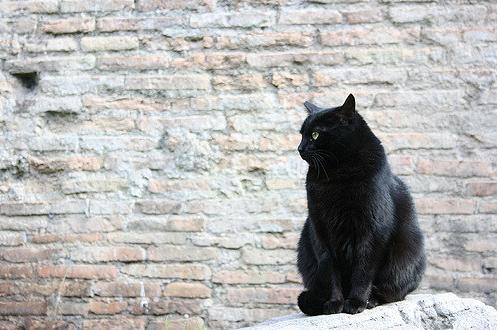 适合猫咪旅游的地方,盘点最美的猫咪风景