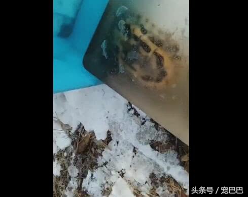 乌龟被冻起来还能活吗,乌龟被厚厚的冰冻住还能活吗