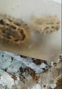 乌龟被冻起来还能活吗,乌龟被厚厚的冰冻住还能活吗