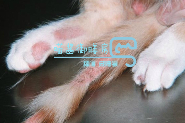 猫皮癣传染人,猫狗癣传染人有什么症状