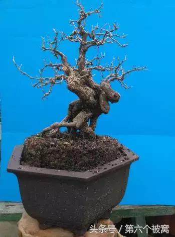 治枸杞白粉病最好的特效药,枸杞白粉病最快的治疗方法