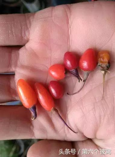 治枸杞白粉病最好的特效药,枸杞白粉病最快的治疗方法