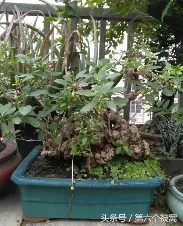 治枸杞白粉病最好的特效药,枸杞白粉病最快的治疗方法