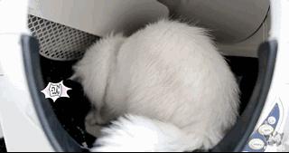 宠物猫自动喂食器推荐,宠物猫智能喂食器和智能喂水器