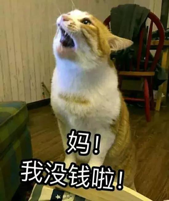 宠物猫自动喂食器推荐,宠物猫智能喂食器和智能喂水器