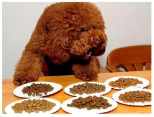 三招搞定狗狗不吃狗粮,如果狗狗不咬食物怎么办