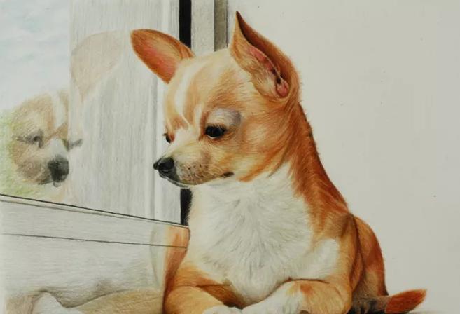 过年宠物怎么应对鞭炮声,宠物怎么不被鞭炮吓到