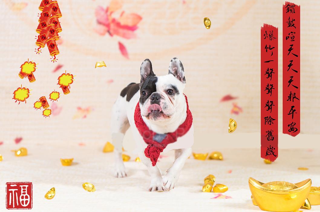 过年宠物怎么应对鞭炮声,宠物怎么不被鞭炮吓到