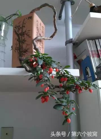 治枸杞白粉病最好的特效药,枸杞白粉病最快的治疗方法