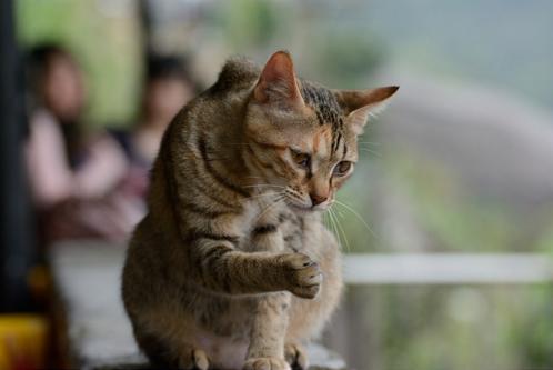 适合猫咪旅游的地方,盘点最美的猫咪风景