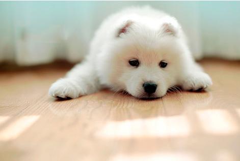 狗狗死前离开家,狗狗临死前跑走