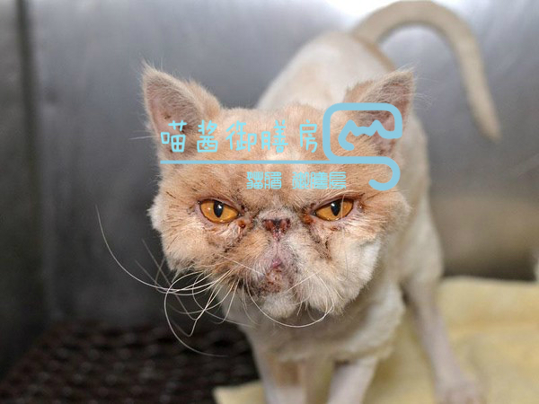 猫皮癣传染人,猫狗癣传染人有什么症状