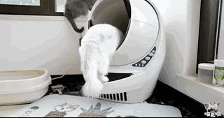 宠物猫自动喂食器推荐,宠物猫智能喂食器和智能喂水器