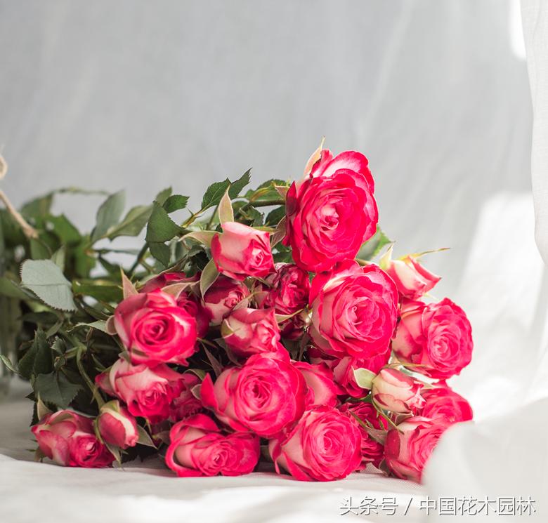 昆明斗南代收花卉新品种使用费为育种商撑起权益保护伞