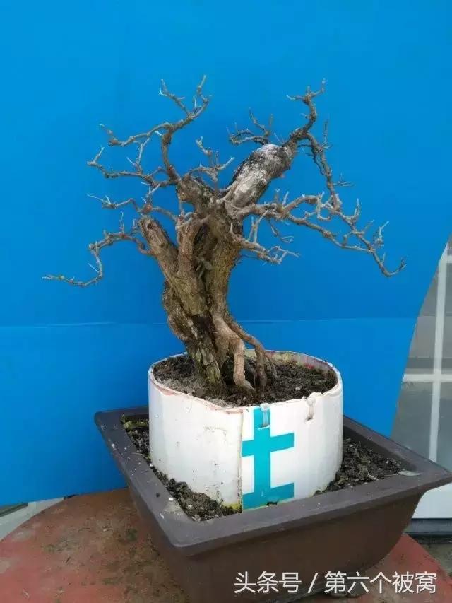 治枸杞白粉病最好的特效药,枸杞白粉病最快的治疗方法