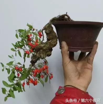 治枸杞白粉病最好的特效药,枸杞白粉病最快的治疗方法