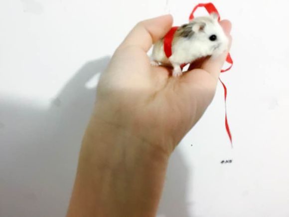 小仓鼠养了3个月后很凶,刚从宠物店带回来的仓鼠