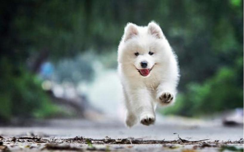 狗狗死前离开家,狗狗临死前跑走