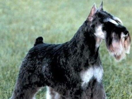 akc认证的犬种,akc认可的148个犬种