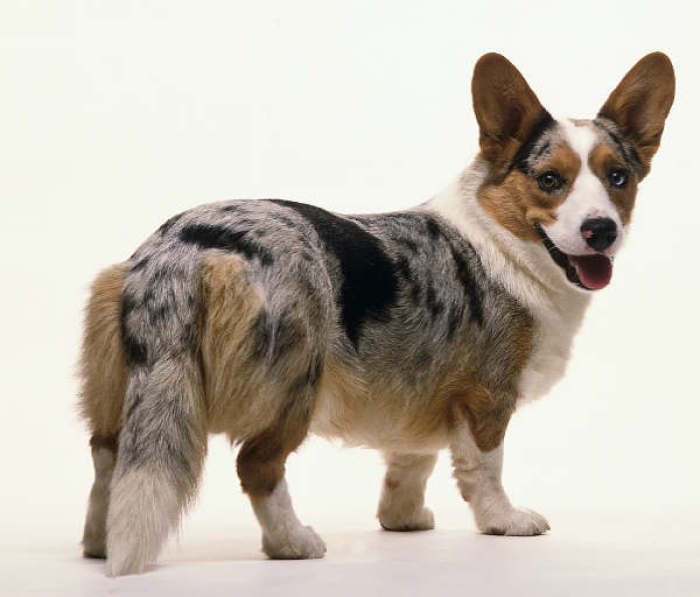 akc认证的犬种,akc认可的148个犬种