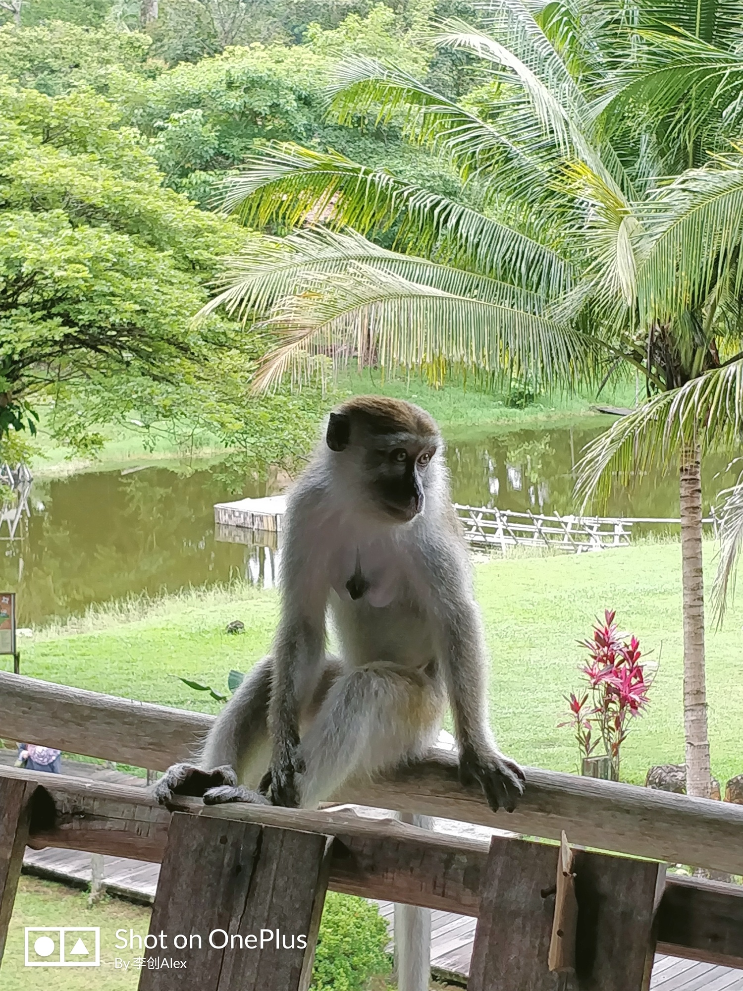 马来西亚古晋游玩,用3天时间爱上一个人