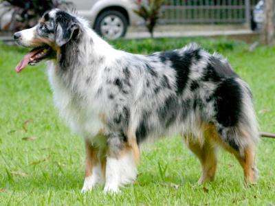 akc认证的犬种,akc认可的148个犬种