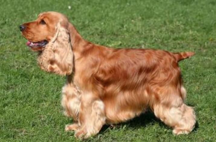 akc认证的犬种,akc认可的148个犬种