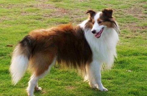 akc认证的犬种,akc认可的148个犬种