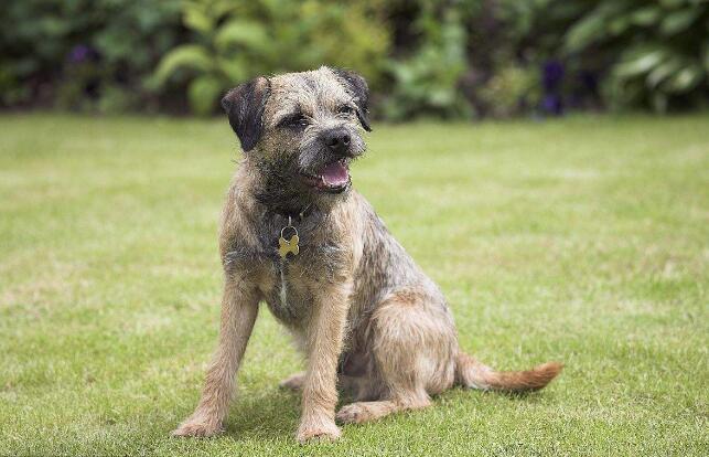 akc认证的犬种,akc认可的148个犬种