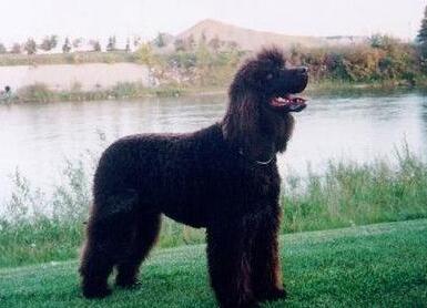 akc认证的犬种,akc认可的148个犬种