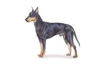 akc认证的犬种,akc认可的148个犬种