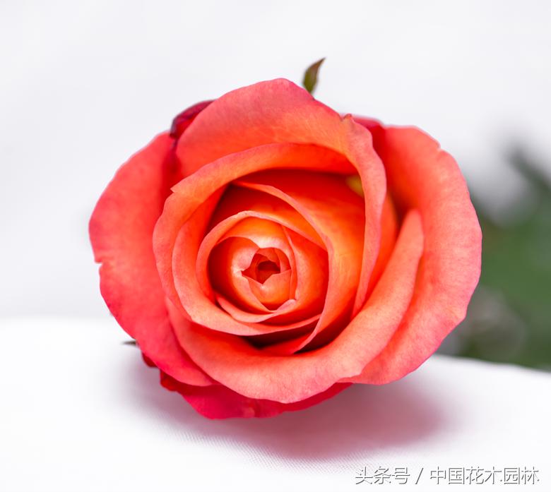 昆明斗南代收花卉新品种使用费为育种商撑起权益保护伞