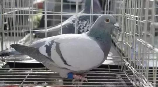 鸽子用药,鸽子用药有诀窍